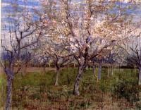 Gogh, Vincent van - Orchard with Blossoming Apricot Trees